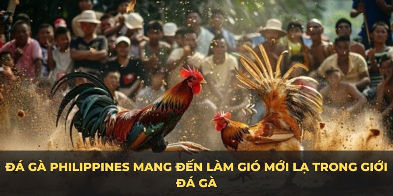 Đá gà Philippines mang đến làm gió mới lạ trong giới đá gà