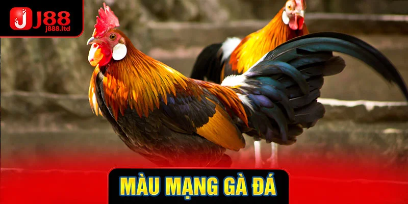 Thumb màu mạng gà đá