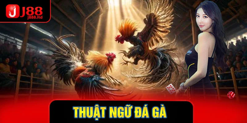 thumb thuật ngữ đá gà